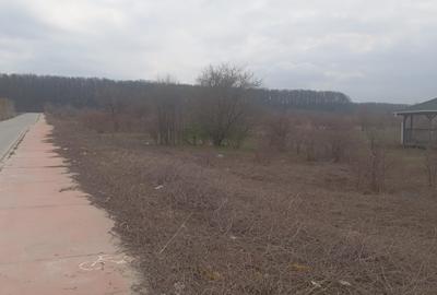 Teren Construcții intravilan de 17798 mp, în Dragomirești-Deal - 4