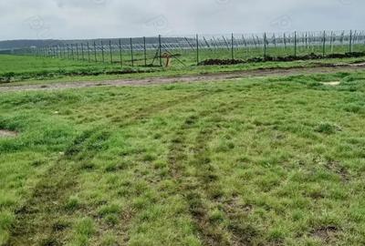 Teren de 27000 mp, în Vânători - 6
