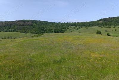 Teren de 30000 mp, în Saschiz - 1