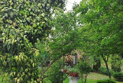 Casă cu 6 camere cu Teren 3500 Mp în Cireșu - 10