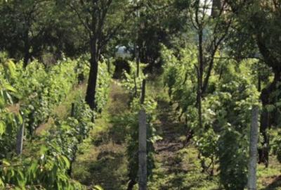 Casă cu 3 camere în Săhăteni - 5