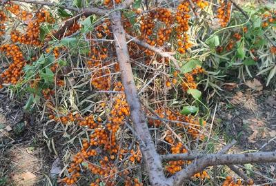 Vand teren pe malul lacului de la Pischia. Un front la lac altul la 30m de padure - 3