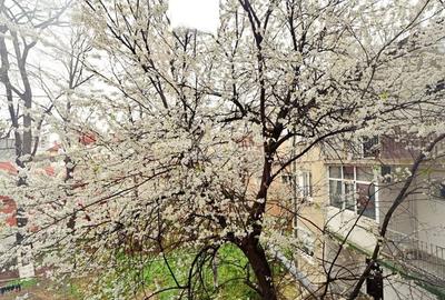 Centru - Cuza Voda - Maternitate, 3 camere disponibil imediat - 9