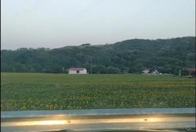 Teren de 500000 mp, în Borăscu - 1