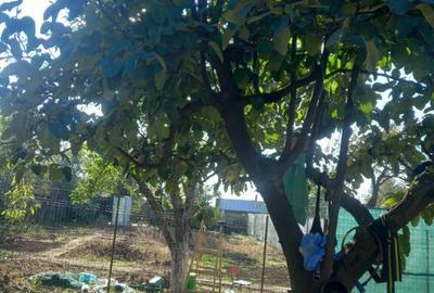 Casa cu teren Plopsoru, Giurgiu - 4