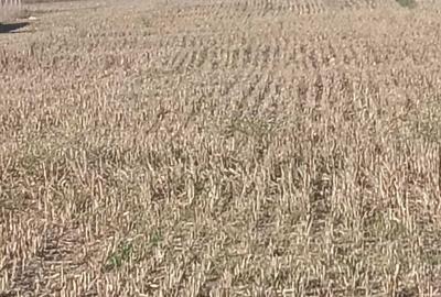 Teren de 8276 mp, în Singureni - 3