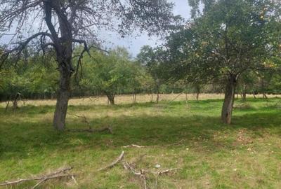 Teren 15826 mp + padure 1 ha - 2