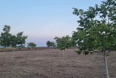 Teren de 10000 mp, în Livada - 5