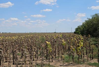 Teren Construcții intravilan de 33000 mp, în Exterior Sud - 9