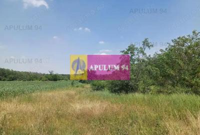 Teren de 12620 mp, în Săbăreni - 3