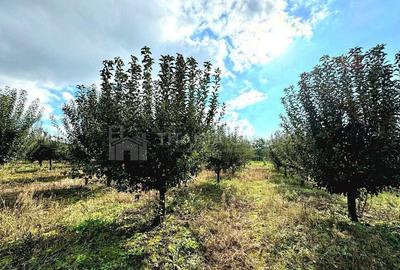 Livada+gradina, teren intravilan 2902mp, Damienesti-Bacau... - 8