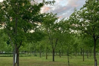 Loturi constructie intre 70-85 Euro/mp - Afumati, Strada Padurii - 8
