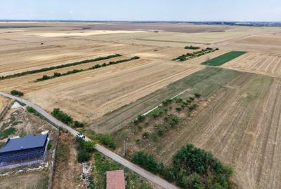 Teren Budeni - Delta Comana - Giurgiu - 4