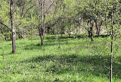 Teren de 1000 mp, în Jiblea Veche - 4