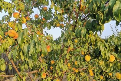 Cosereni, Ialomita - 17