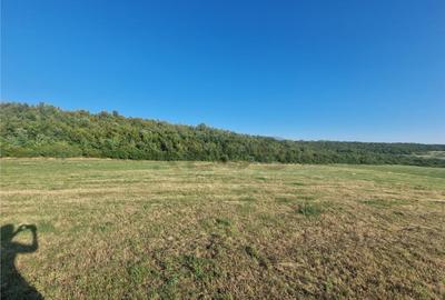 RECO teren extravilan Betfia - 5