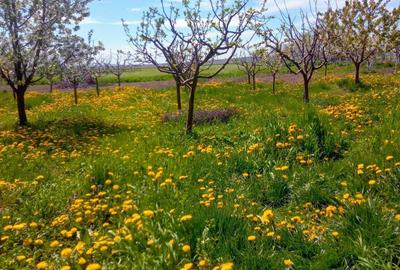 Casă cu 2 camere în Miron Costin - 4