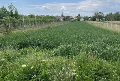 Teren de 1600 mp, în Dragomirești - 4