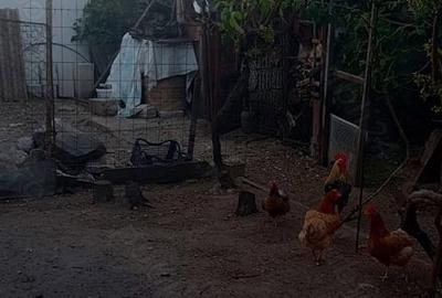Casă cu 3 camere cu Teren 215 Mp în Central - 4