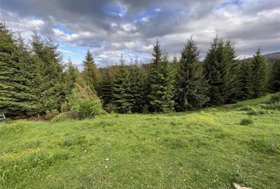 Teren intravilan de 3400 mp, în Muntele Băișorii - 11