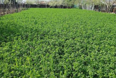 Casă cu 6 camere cu Teren 2000 Mp în Pietrele - 8