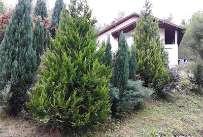 Casă cu 6 camere cu Teren 6000 Mp în Pietreni - 10