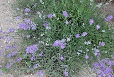 Casă cu 3 camere cu Teren 1550 Mp în Berceni - 13