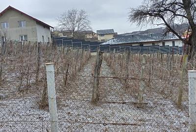 Teren Construcții intravilan de 842 mp, în Valea Lupului - 2