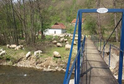 Casă cu 4 camere cu Teren 26000 Mp în Hălmagiu - 3