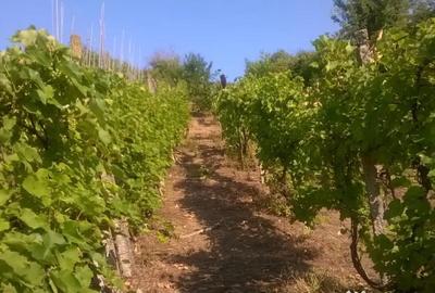 Teren în Cristian - 7