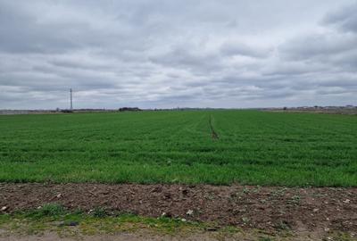 TEREN DE VANZARE DRAGOMIRESTI VALE - 3