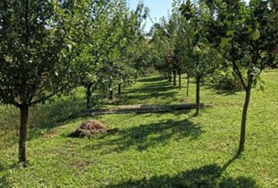 Casă cu 2 camere cu Teren 1751 Mp în Periferie - 10