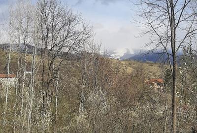 Teren de 900 mp, în Mogoșoaia - 1