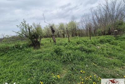 Teren de 1295 mp, în Berghin