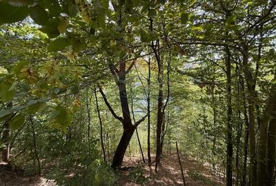 Teren intravilan cu deschidere la lacul Tarnita - 3