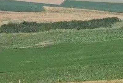 Teren Extravilan Aroneanu, ID: R2577828 - 7