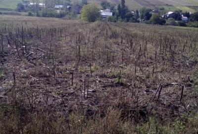 Teren de 6000 mp, în Popești - 2