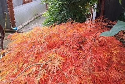 Casă cu 4 camere cu Teren 670 Mp în Moieciu - 3