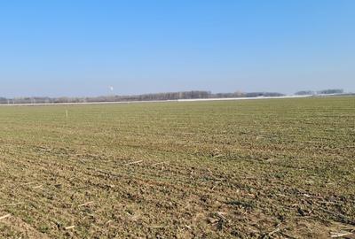 Proprietar vand teren in com. 1 Decembrie - 4