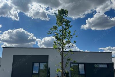 Casă cu 3 camere cu Teren 254 Mp în Moșnița Nouă