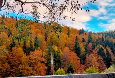 Apartament cu vedere superba la munte! Bușteni! Apartament cu vedere superba la munte! Bușteni! - 6