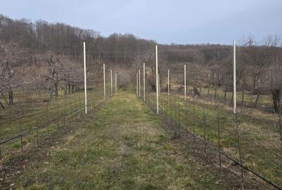 Spațiu comercial, în Voinești - 1