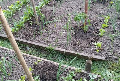 Casă cu 6 camere cu Teren 750 Mp în Simeria - 10