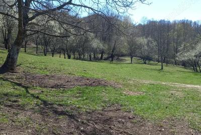 Teren de 2600 mp, în Mosoroasa - 3