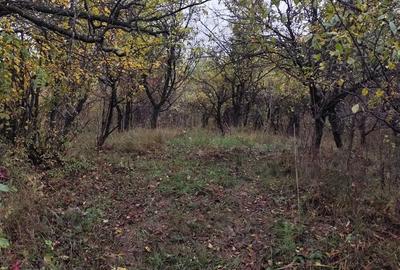 Casă cu 1 camere cu Teren 5000 Mp în Drajna - 4