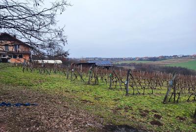 Spațiu comercial, în Viile Satu Mare - 3