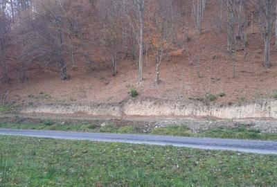 Teren de 9310 mp, în Poiana Mărului - 7