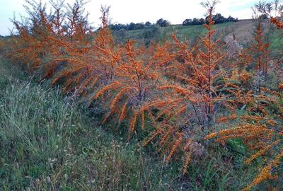 Teren de 65000 mp, în Mărtinești - 8
