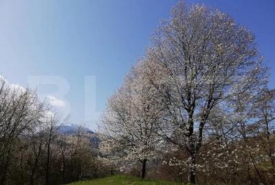 Teren de 2500 mp, în Ceahlău