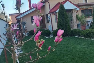 Casă cu 4 camere cu Teren 362 Mp în Malu Mare - 8